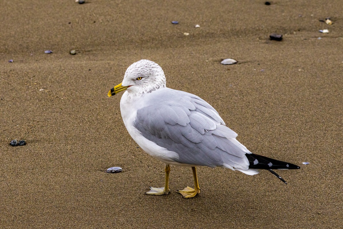 Ring-billed Gull - ML647332108