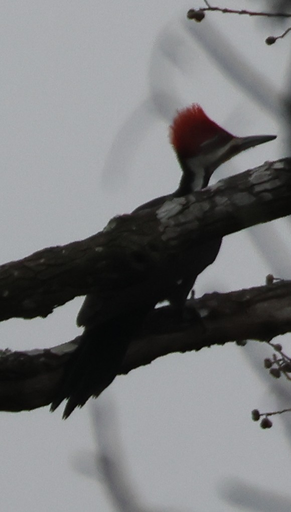Pileated Woodpecker - ML647332115