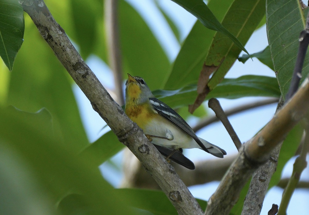 Northern Parula - ML647332119