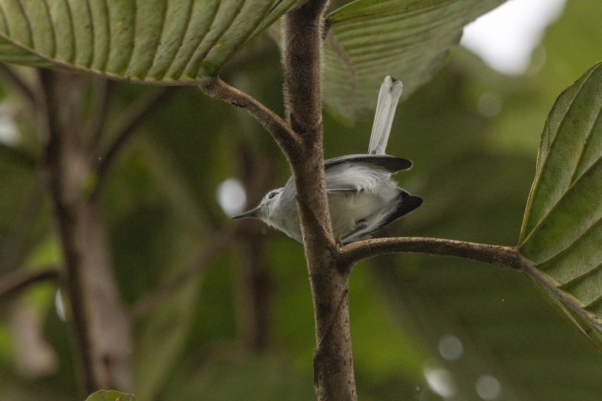 White-browed Gnatcatcher - ML647332127