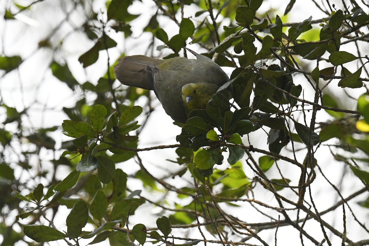 Вінаго клинохвостий - ML647332130