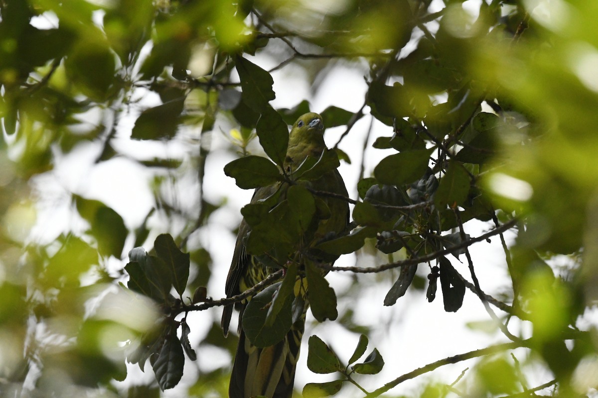 Вінаго клинохвостий - ML647332131