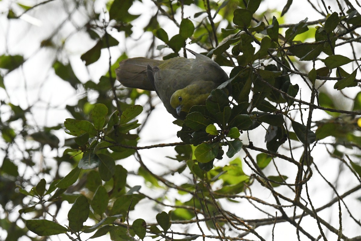 Вінаго клинохвостий - ML647332132