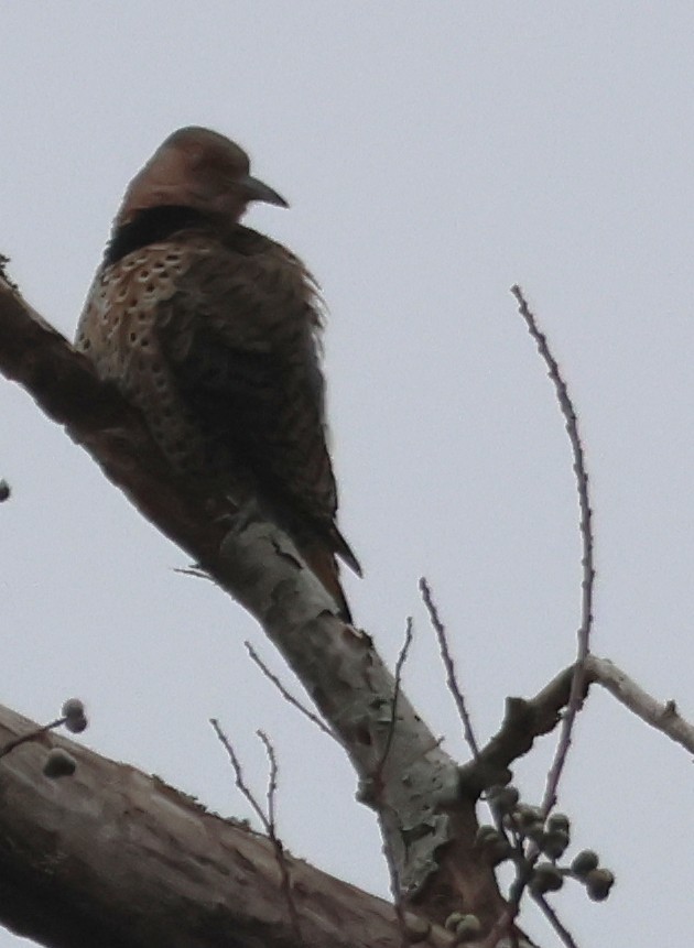 Northern Flicker - ML647332133