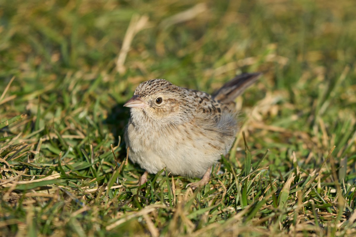 Cassin's Sparrow - ML647332136