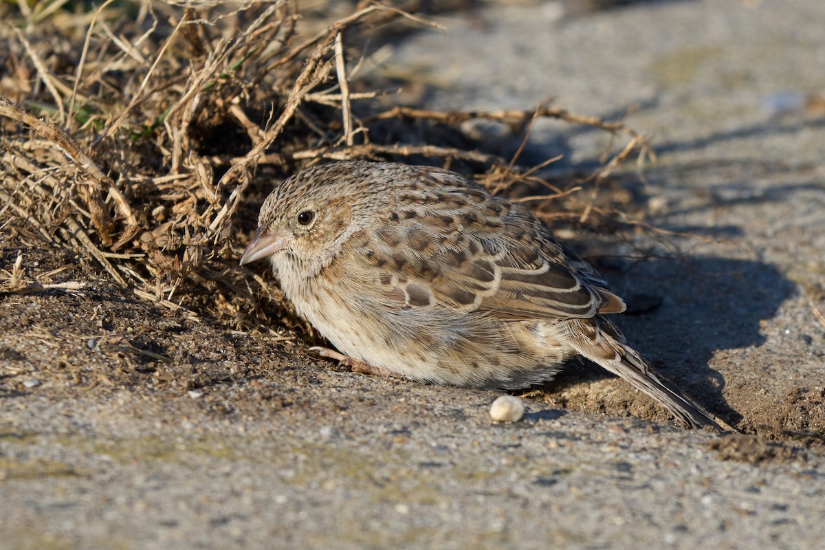 Cassin's Sparrow - ML647332137