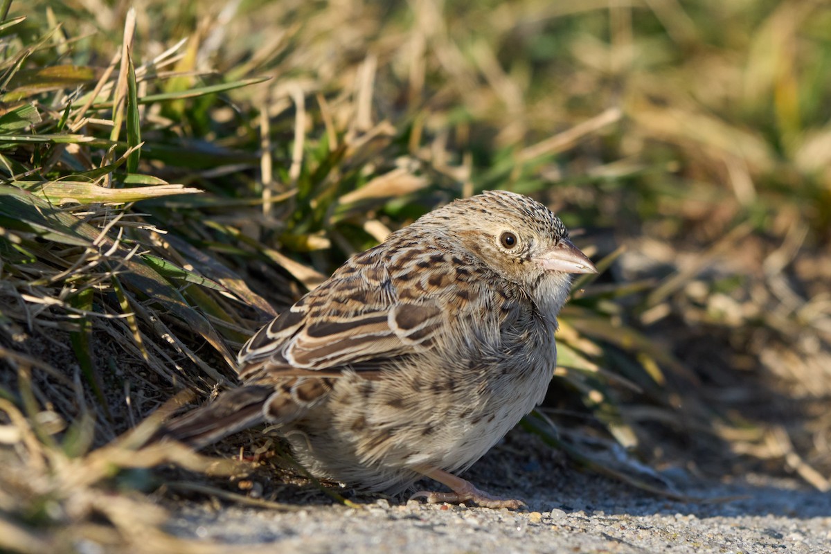 Cassin's Sparrow - ML647332138