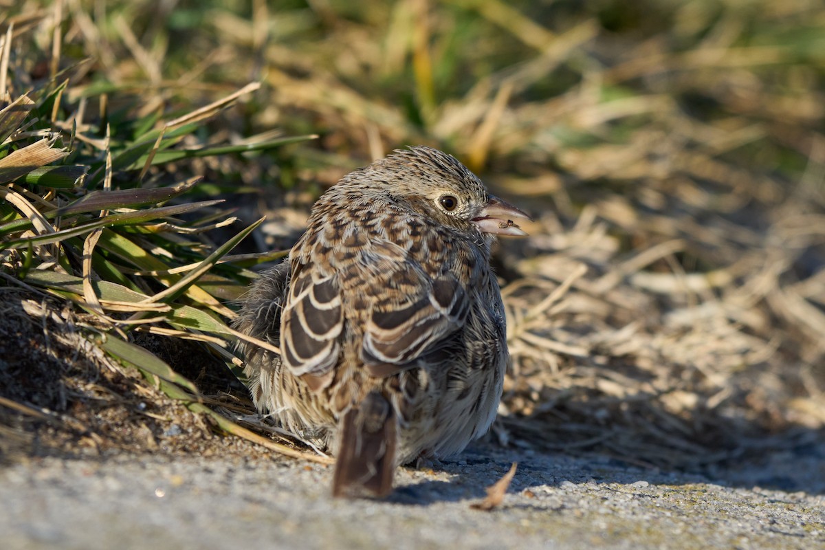 Cassin's Sparrow - ML647332139