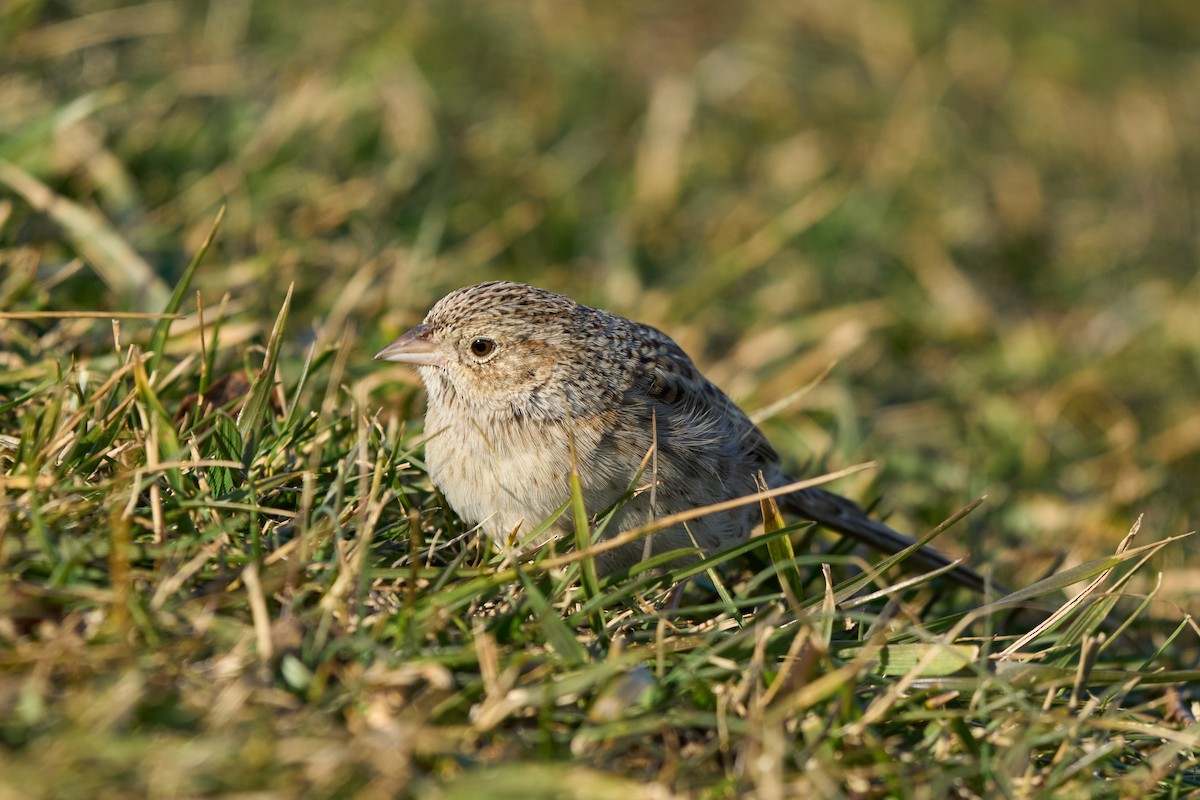 Cassin's Sparrow - ML647332140
