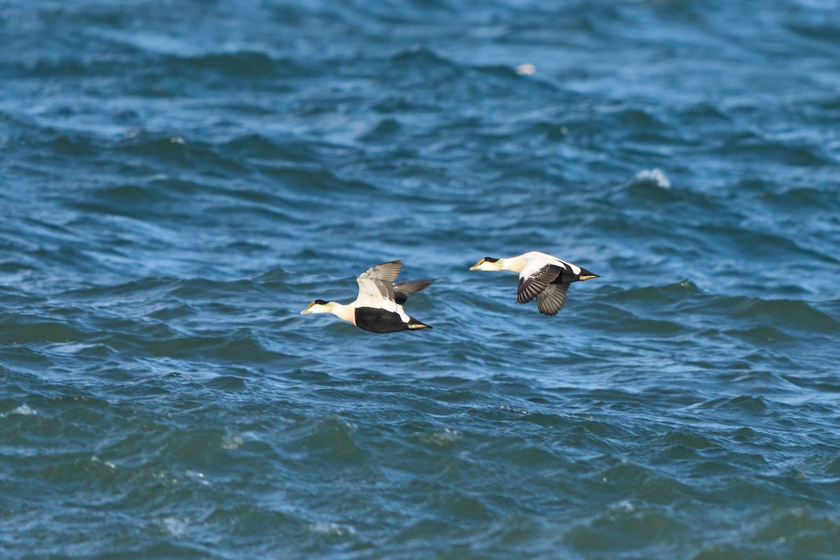 Common Eider (Dresser's) - ML647332141