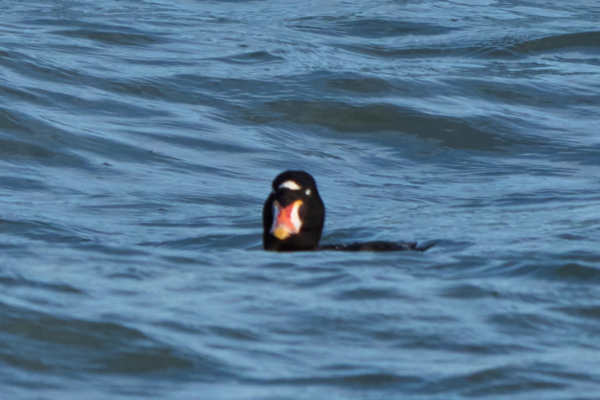Surf Scoter - ML647332148