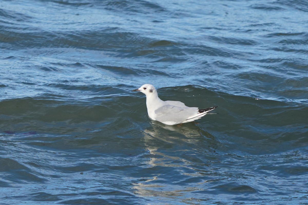 Bonaparte's Gull - ML647332150