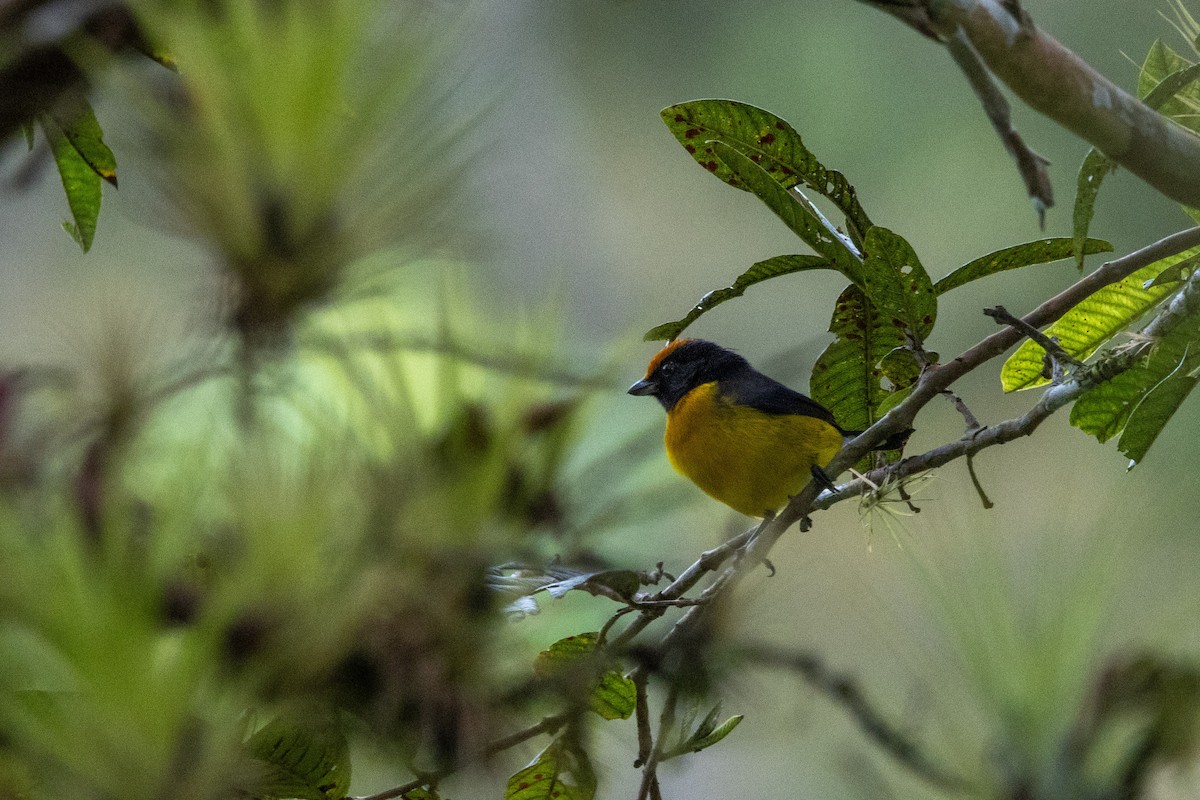 Tawny-capped Euphonia - ML647332151