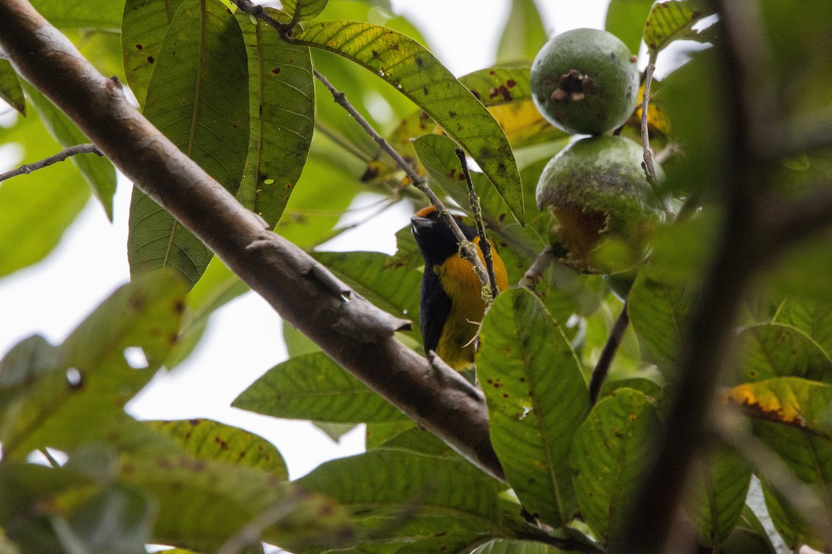 Tawny-capped Euphonia - ML647332152