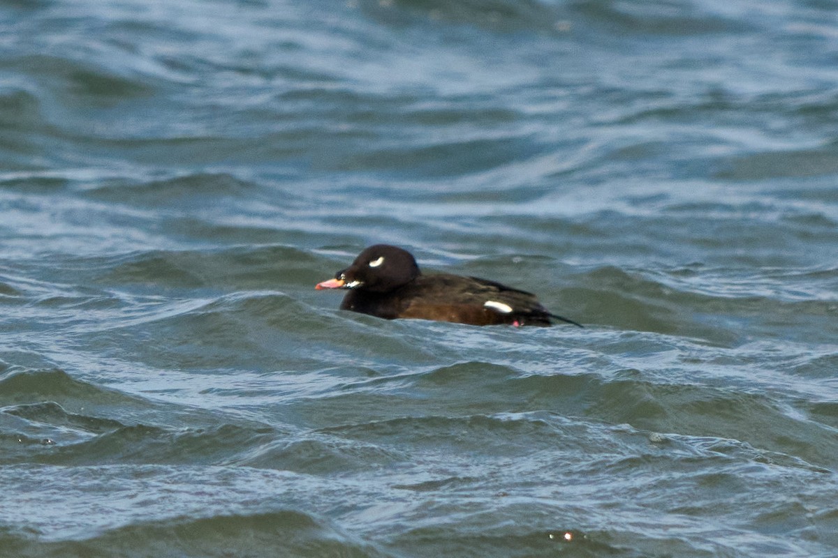 White-winged Scoter - ML647332156