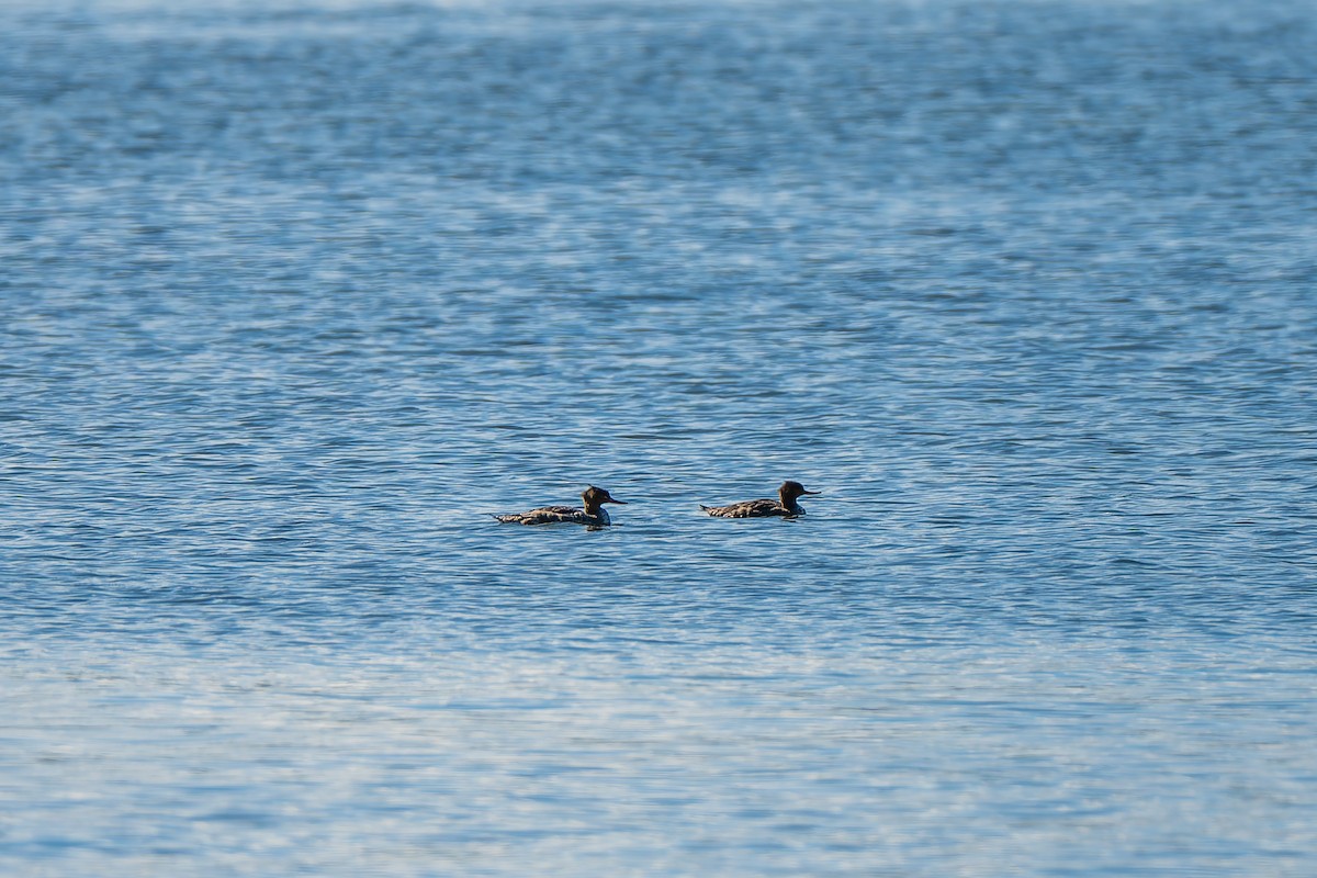 Tarakdiş - ML647332165