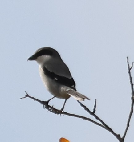 Loggerhead Shrike - ML647332166