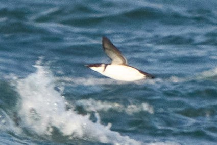 Razorbill - ML647332168