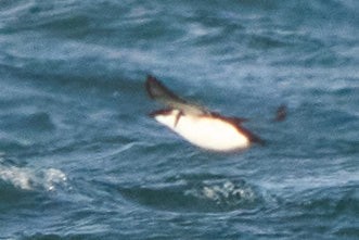 Razorbill - ML647332169