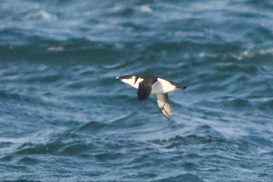 Razorbill - ML647332170