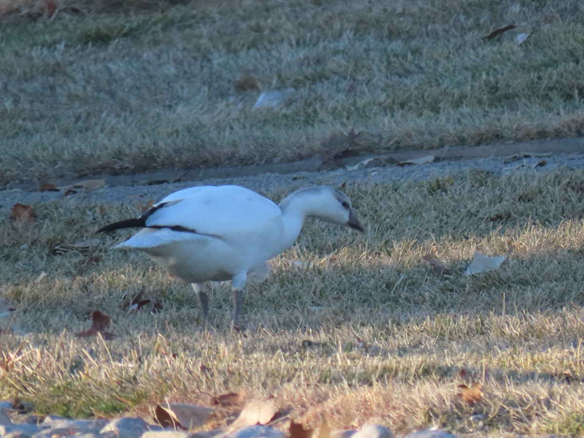 Snow Goose - ML647332179