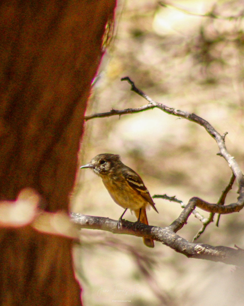 White-winged Black-Tyrant - ML647332180