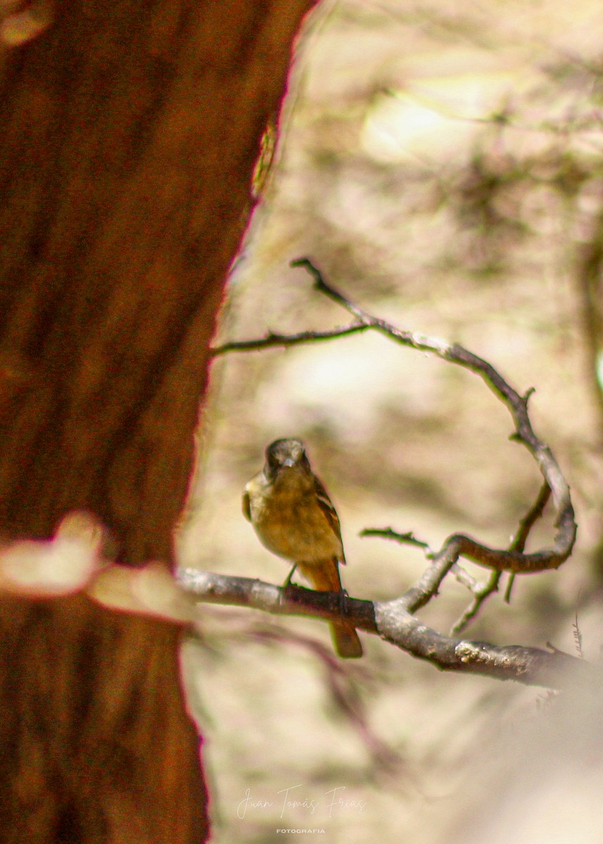 White-winged Black-Tyrant - ML647332184