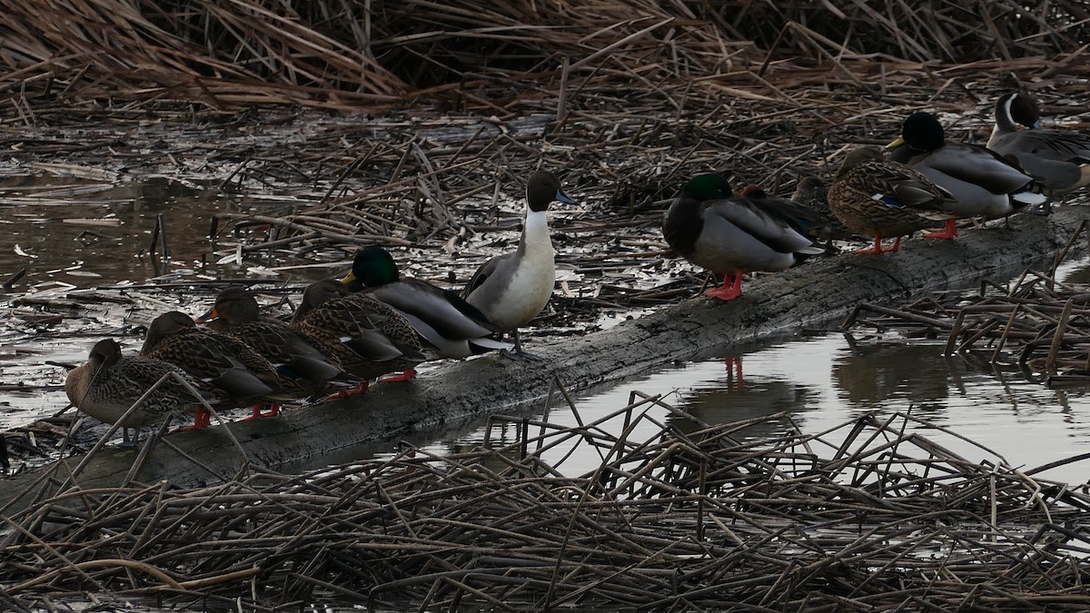 Шовтгор алаг нугас - ML647332188