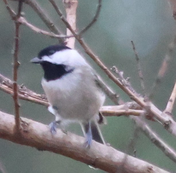 Carolina Chickadee - ML647332192