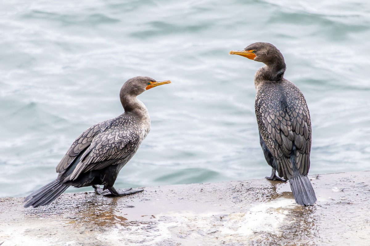 Double-crested Cormorant - ML647332193