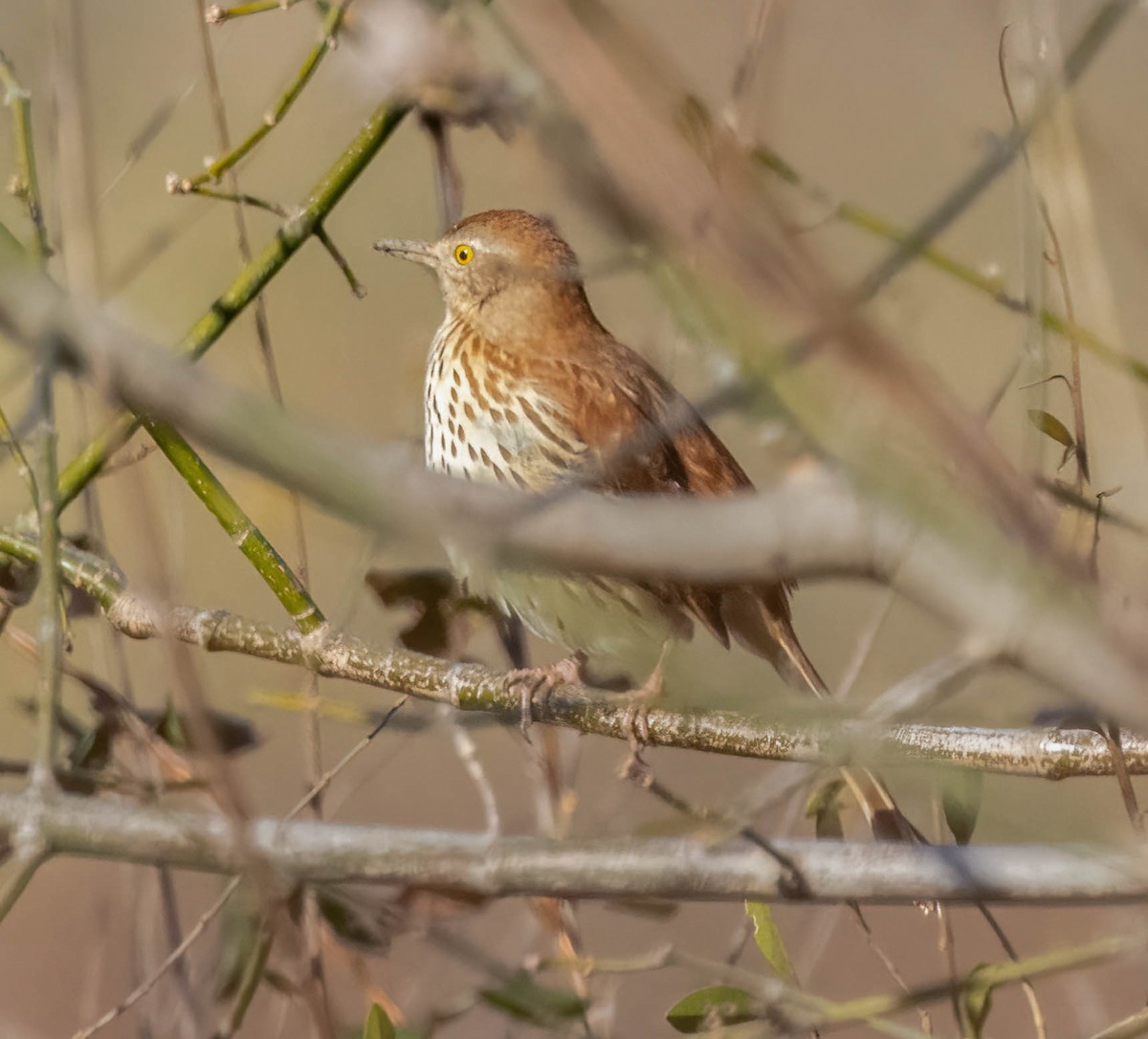 Brown Thrasher - ML647332194