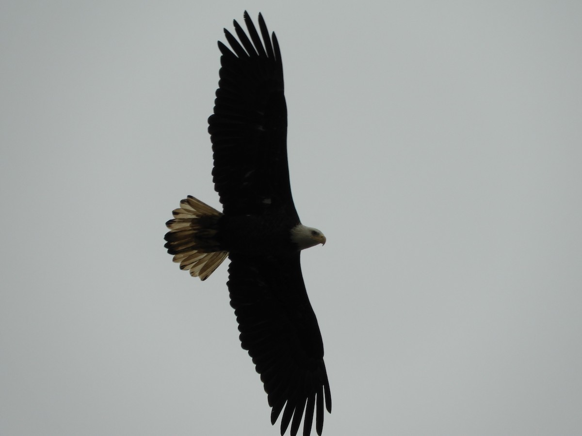 Орлан білоголовий - ML647332200