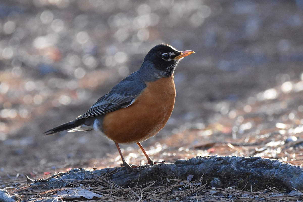 vandretrost - ML647332205