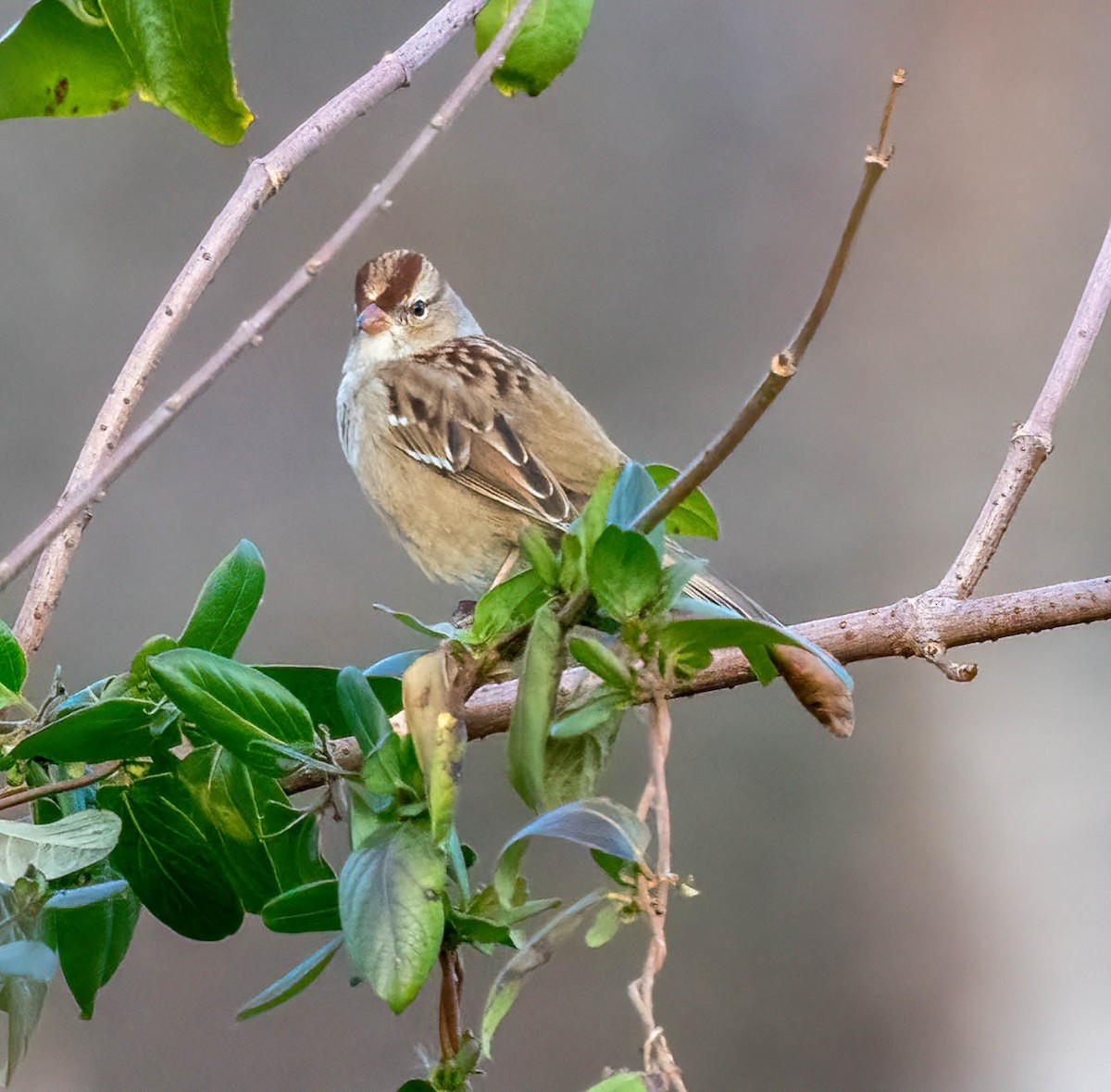Porsuk Serçesi - ML647332211