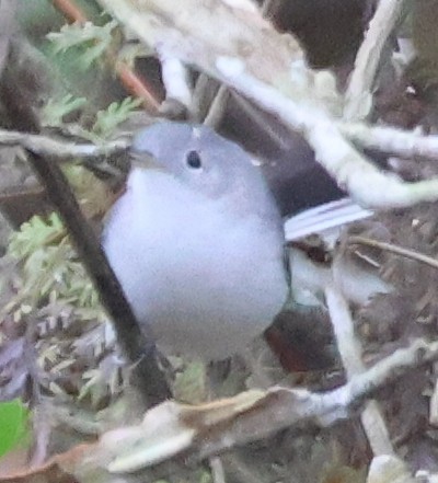 Blue-gray Gnatcatcher - ML647332216