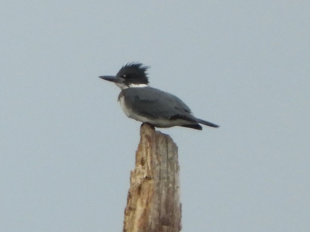 שלדג אמריקני - ML647332219