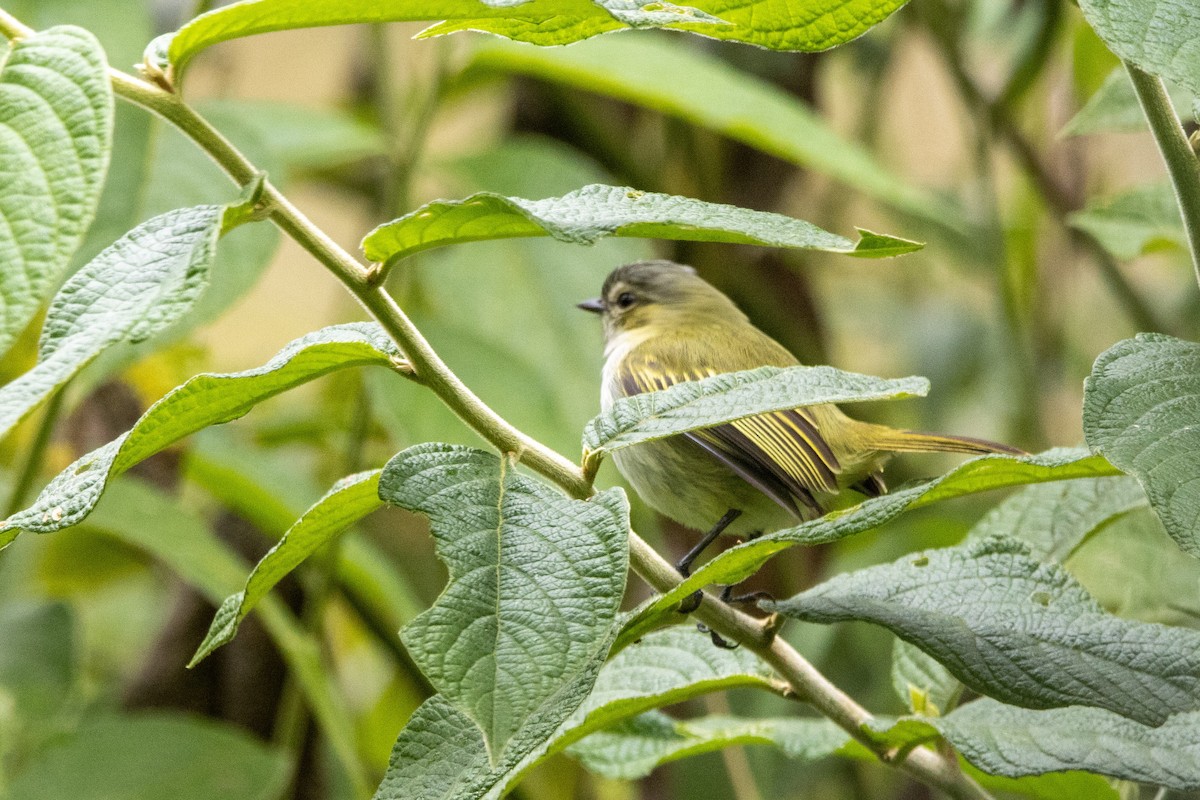 Mistletoe Tyrannulet - ML647332221