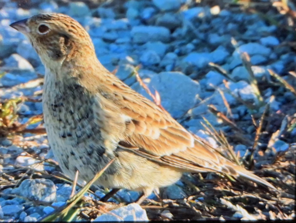 Smith's Longspur - ML647332224