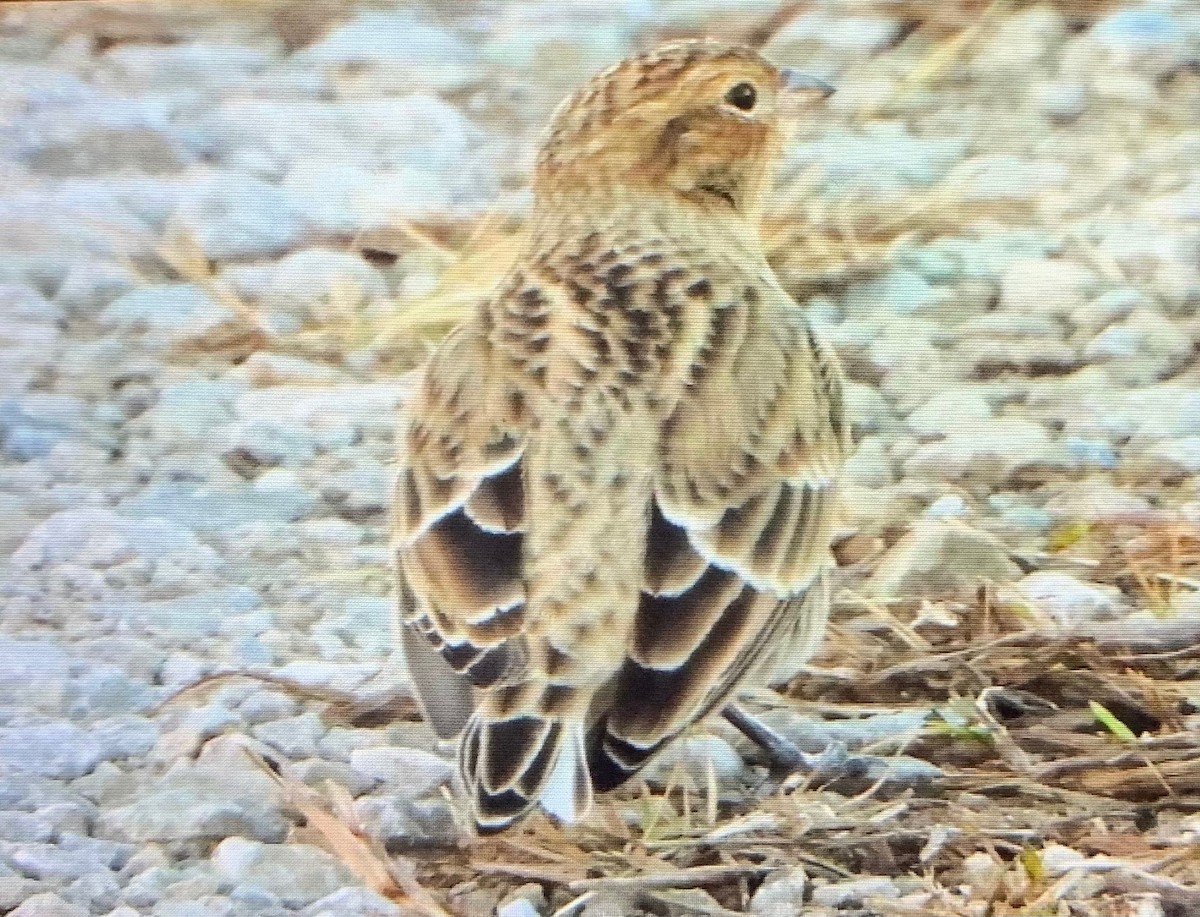 Smith's Longspur - ML647332225