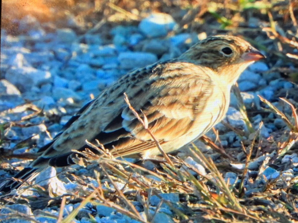 Smith's Longspur - ML647332226