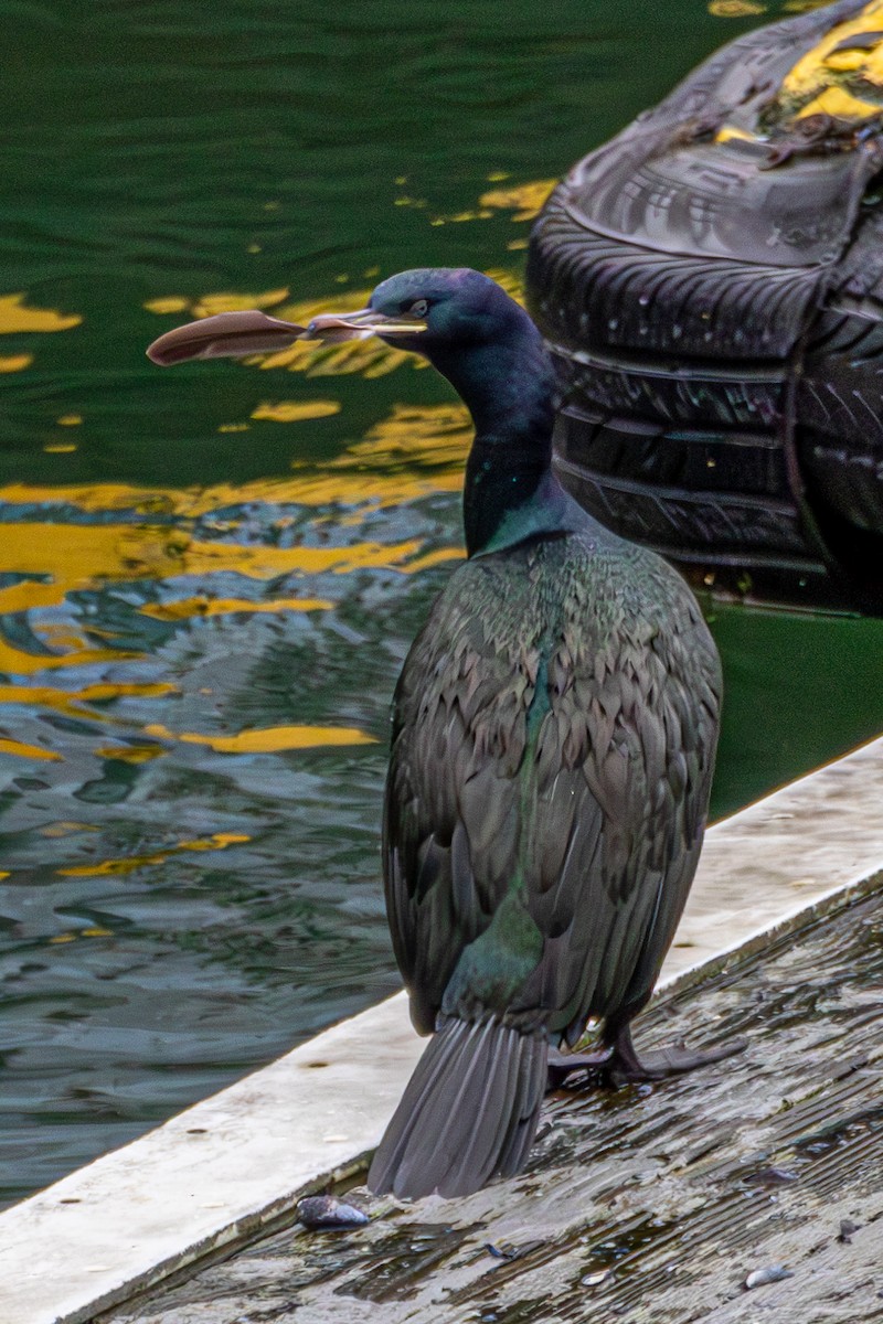 Pelagic Cormorant - ML647332227