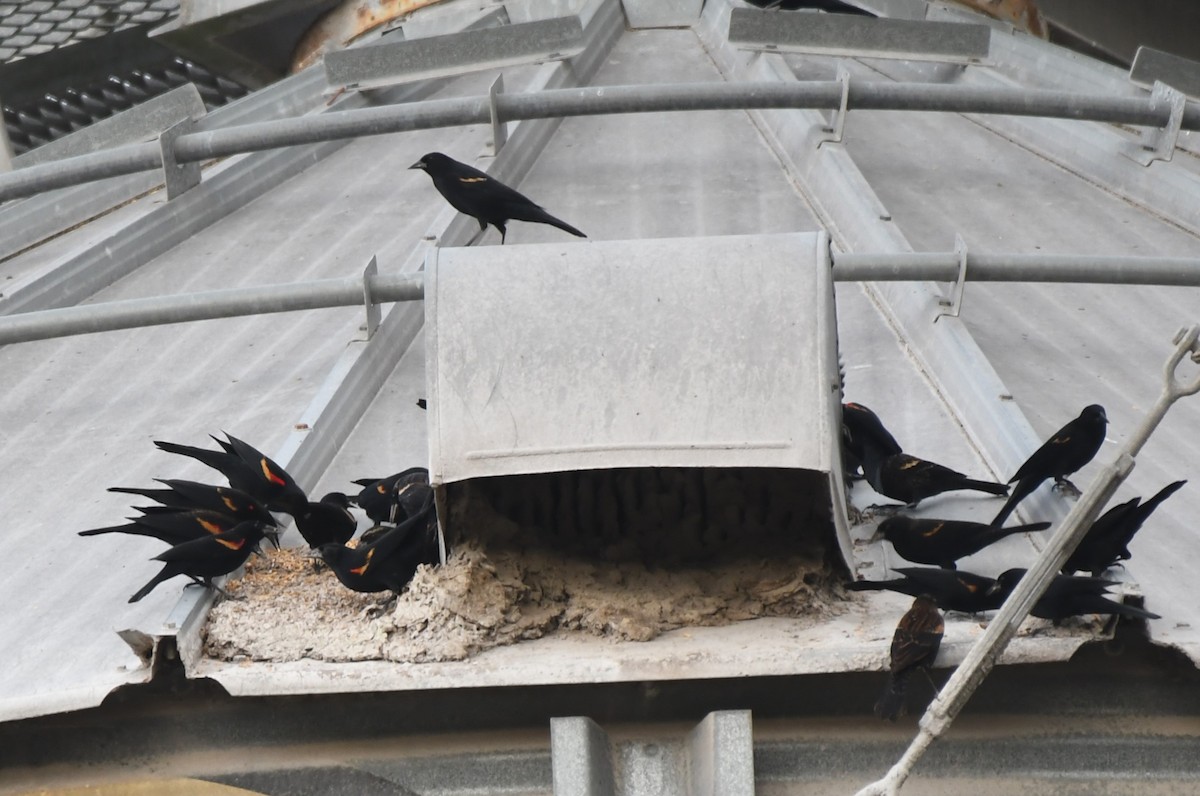 Red-winged Blackbird - ML647332228