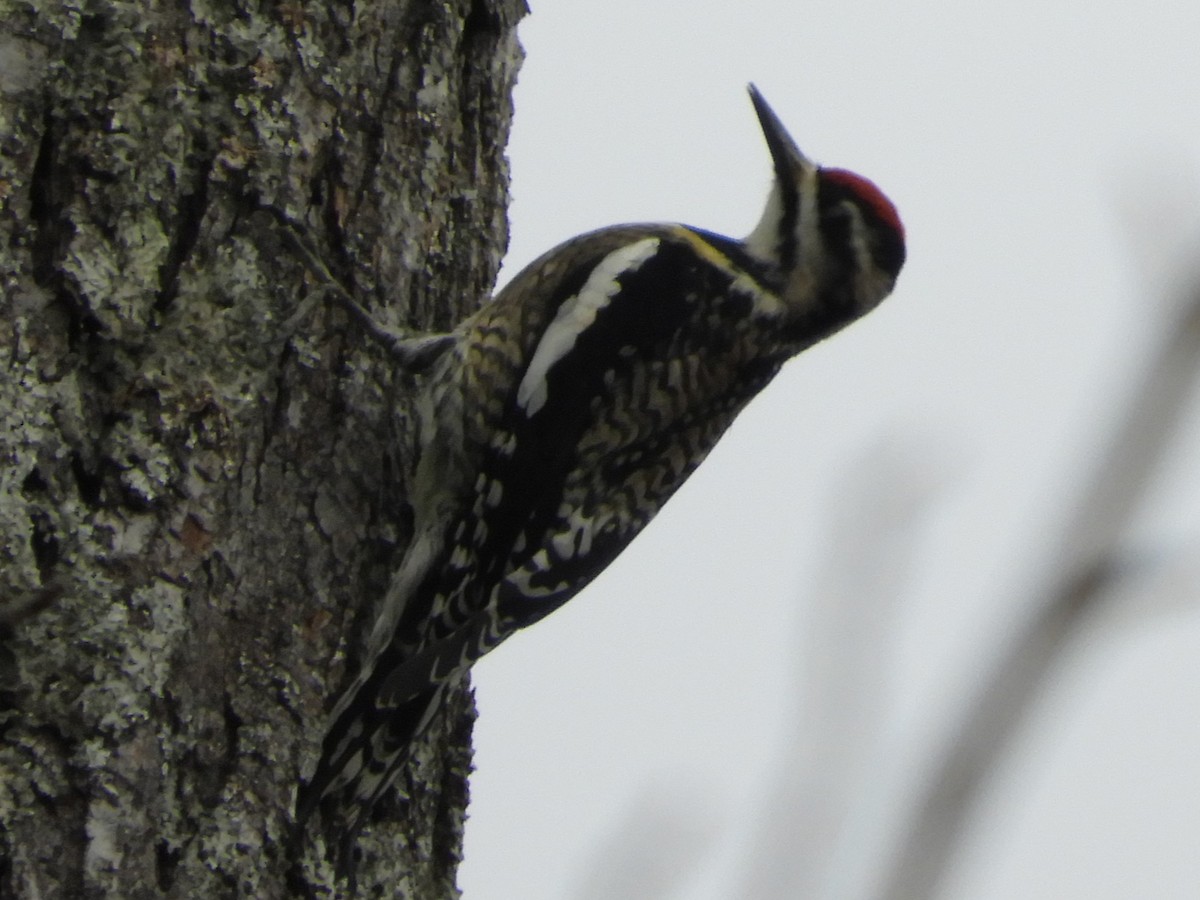 Pic maculé - ML647332230