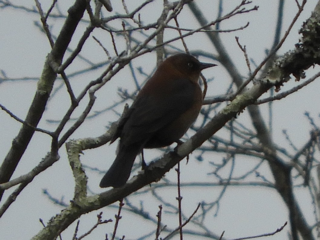 Quiscale rouilleux - ML647332240