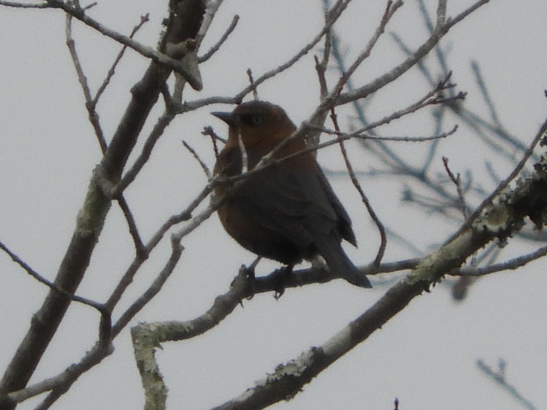 Quiscale rouilleux - ML647332241