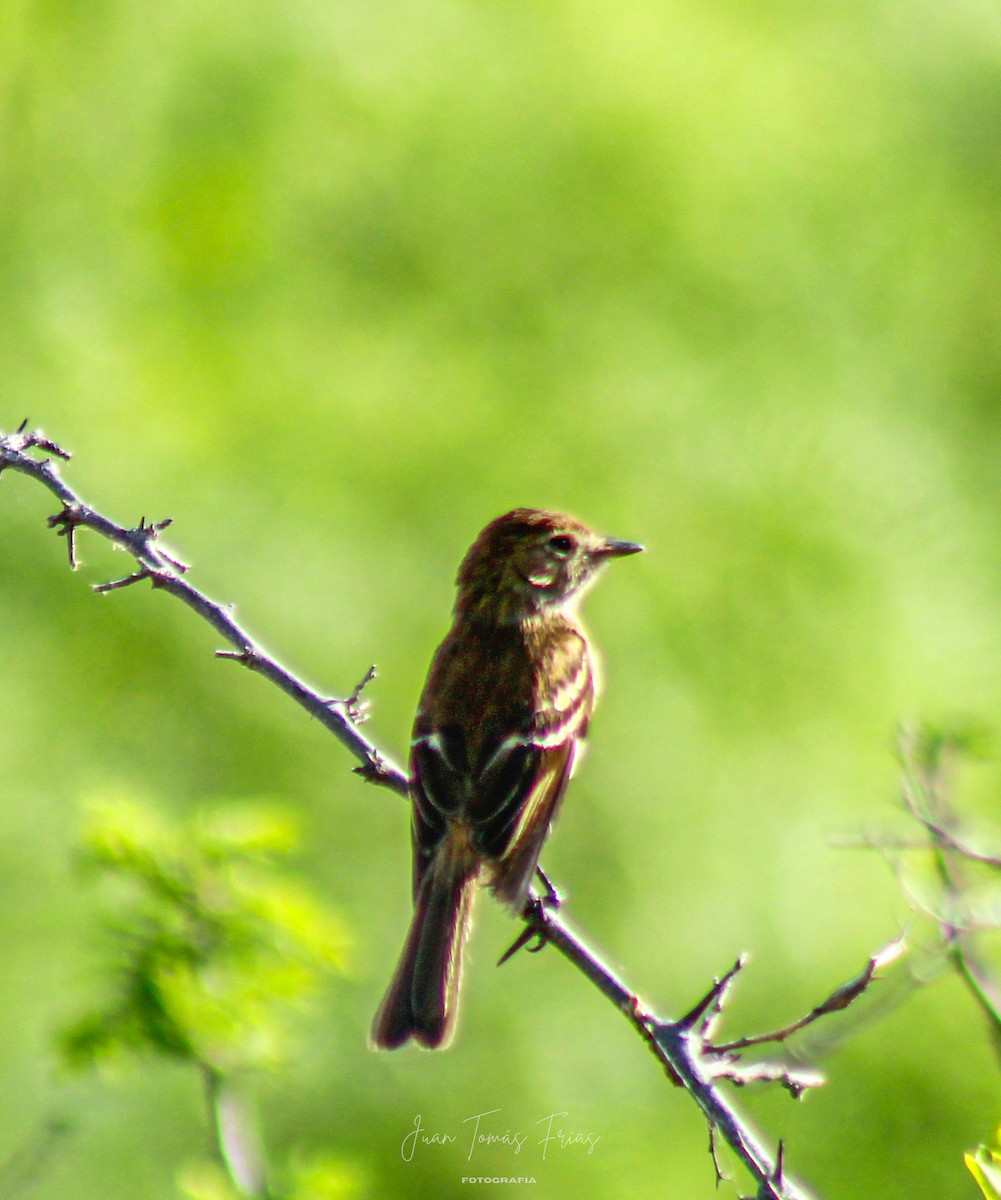Bran-colored Flycatcher - ML647332251