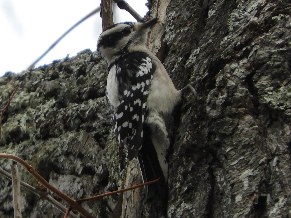 Pic mineur - ML647332252