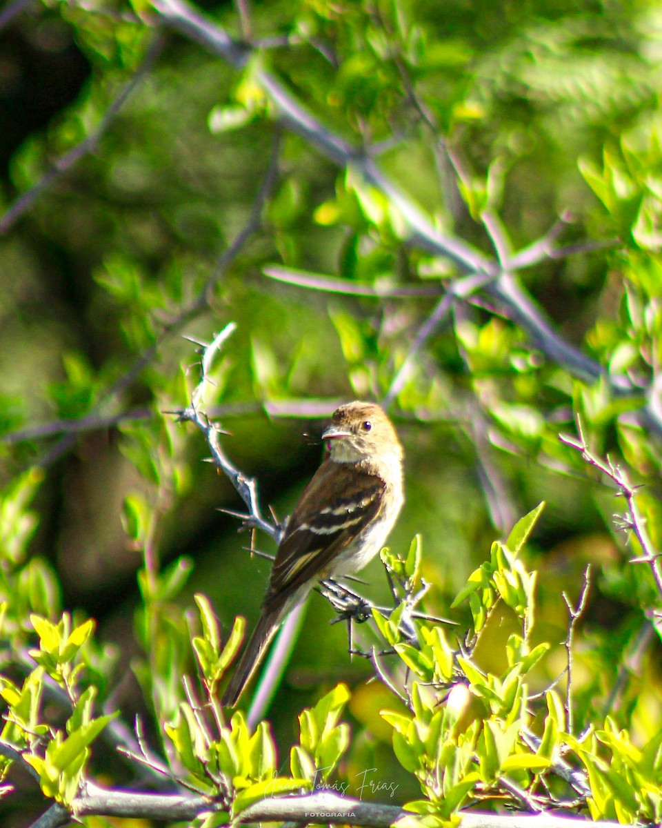 Bran-colored Flycatcher - ML647332254