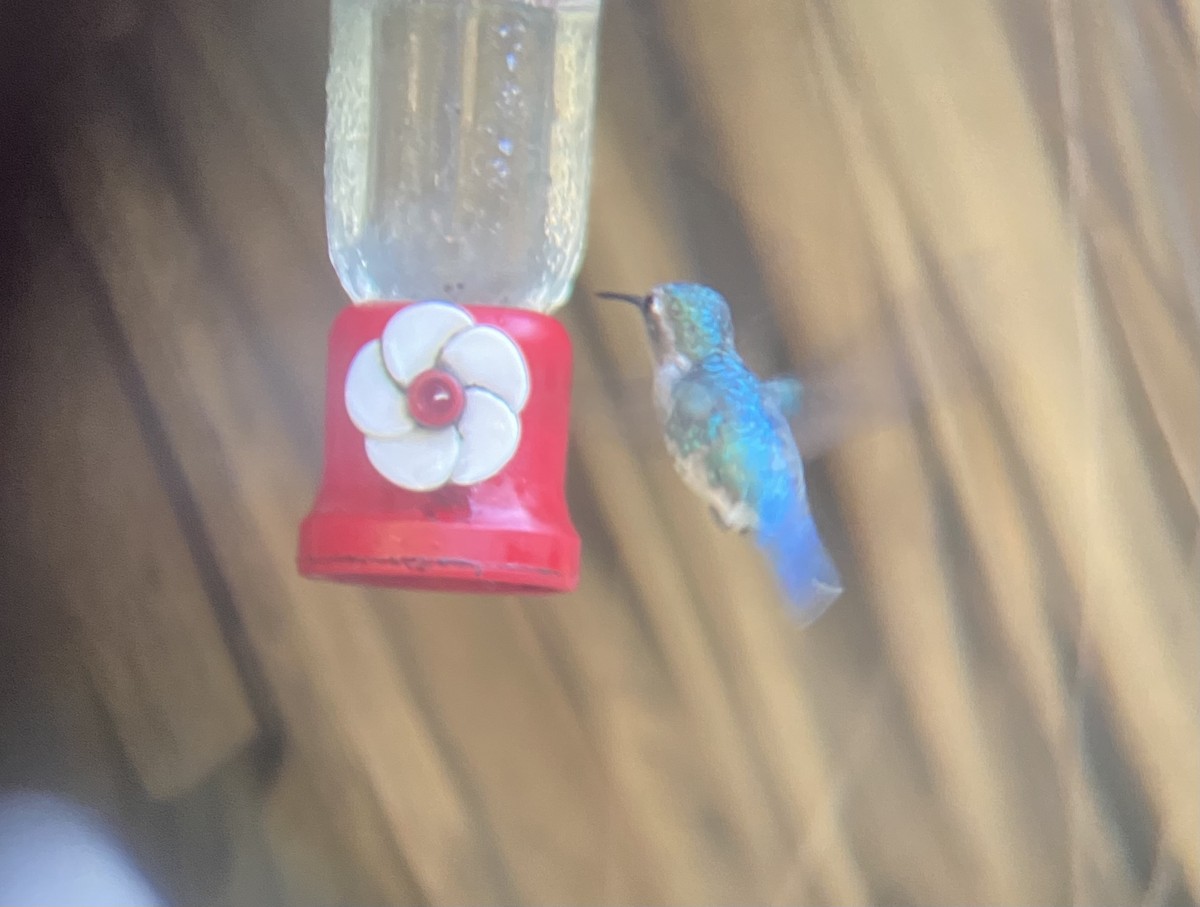 Bee Hummingbird - ML647332259