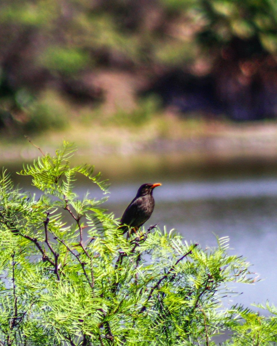 Chiguanco Thrush - ML647332260